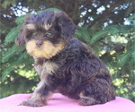 Small #2 Cavapoo