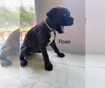 Puppy Rose Boxer