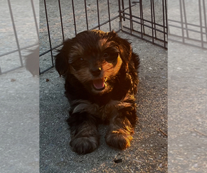Yorkshire Terrier Puppy for sale in OHATCHEE, AL, USA