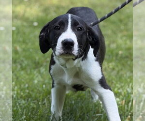 Mutt Dogs for adoption in Yardley, PA, USA
