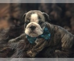Small Photo #21 English Bulldog Puppy For Sale in STUART, FL, USA