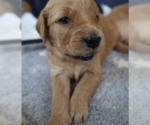 Small Photo #1 Golden Retriever Puppy For Sale in Brooklyn, NY, USA