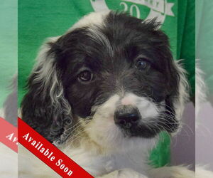 Spaniel-Unknown Mix Dogs for adoption in Huntley, IL, USA