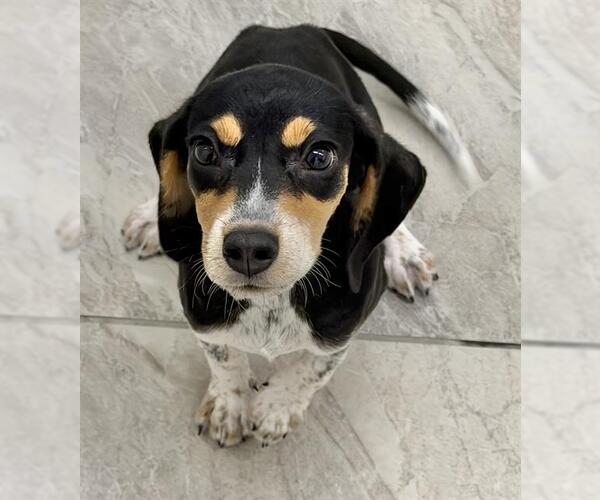 Medium Photo #1 Beagle-Unknown Mix Puppy For Sale in Canfield, OH, USA