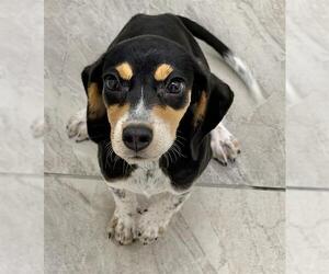 Beagle-Unknown Mix Dogs for adoption in Canfield, OH, USA