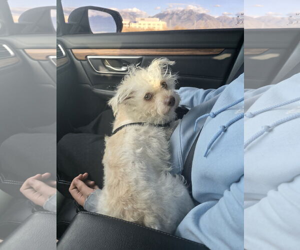 Medium Photo #3 Mutt Puppy For Sale in Sandy, UT, USA