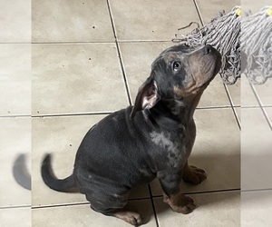Medium American Bully
