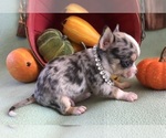 Small #3 Chihuahua