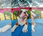 Small Photo #6 Olde English Bulldogge Puppy For Sale in CANYON LAKE, TX, USA