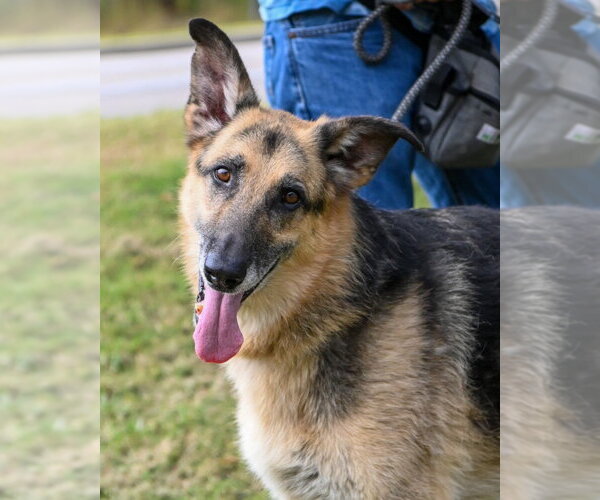 Medium Photo #1 German Shepherd Dog Puppy For Sale in Glen Allen, VA, USA