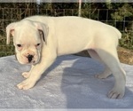 Small #4 Boxer
