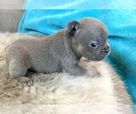 Small #1 French Bulldog