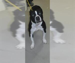 American Pit Bull Terrier-Unknown Mix Dogs for adoption in Sanford, FL, USA