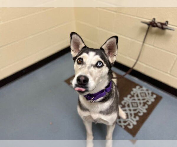 Medium Photo #1 Siberian Husky Puppy For Sale in Denver, CO, USA