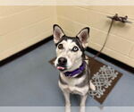 Small Siberian Husky