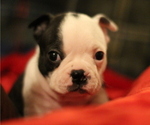 Small Photo #2 Boston Terrier Puppy For Sale in BRKN ARW, OK, USA