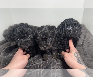 Maltipoo Puppy for sale in VAN NUYS, CA, USA