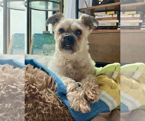 Shih-Poo Dogs for adoption in Staten Island, NY, USA