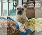 Small Shih-Poo