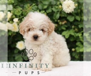 Medium Poodle (Toy)