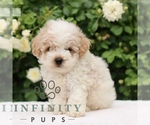 Small Poodle (Toy)