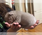 Small #2 French Bulldog