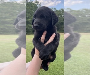 Labrador Retriever Puppy for Sale in OSYKA, Mississippi USA