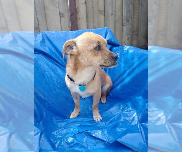 Medium Photo #9 Puggle Puppy For Sale in San Francisco, CA, USA