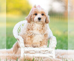 Puppy twila Poodle (Miniature)