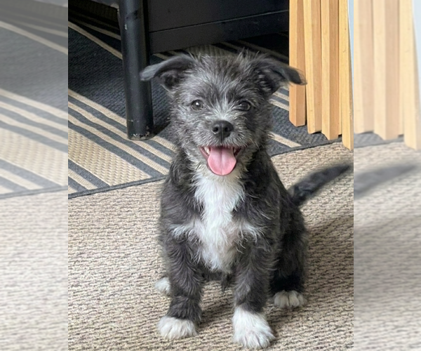 Medium Photo #2 Mutt Puppy For Sale in Genesee, WI, USA