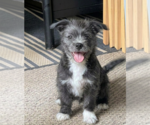 Small #1 Mutt