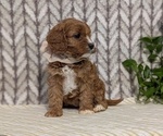 Small Photo #37 Cavapoo (Miniature) Puppy For Sale in GOSHEN, IN, USA