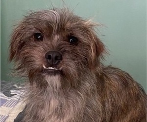 ShiChi Dogs for adoption in MAHWAH, NJ, USA