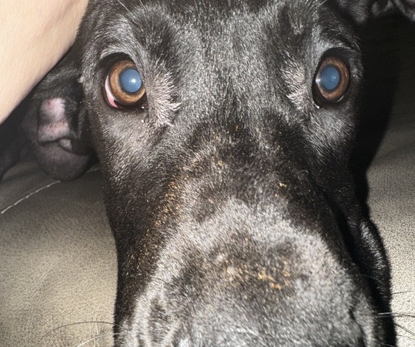 Medium Photo #22 Great Dane Puppy For Sale in ALIQUIPPA, PA, USA