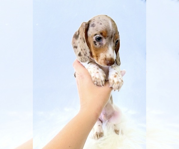 Medium Photo #5 Dachshund Puppy For Sale in DAVIS, CA, USA