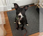 Small #5 Labrador Retriever Mix