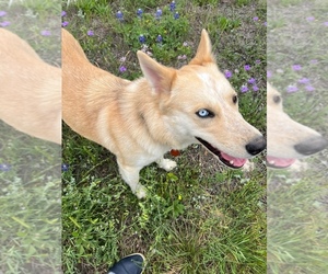 Alaskan Husky-German Shepherd Dog Mix Dog for Adoption in SAN MARCOS, Texas USA