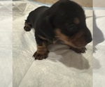Small #3 Dachshund