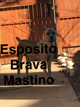 Medium Photo #1 Cane Corso Puppy For Sale in COLORADO SPRINGS, CO, USA