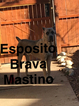 Small Photo #1 Cane Corso Puppy For Sale in COLORADO SPRINGS, CO, USA