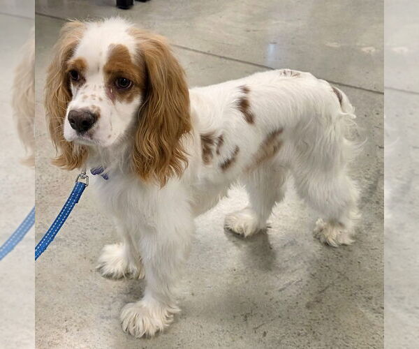Medium Photo #1 Cocker Spaniel Puppy For Sale in Batavia, OH, USA