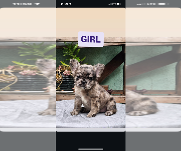 Medium Photo #11 French Bulldog Puppy For Sale in PHOENIX, AZ, USA