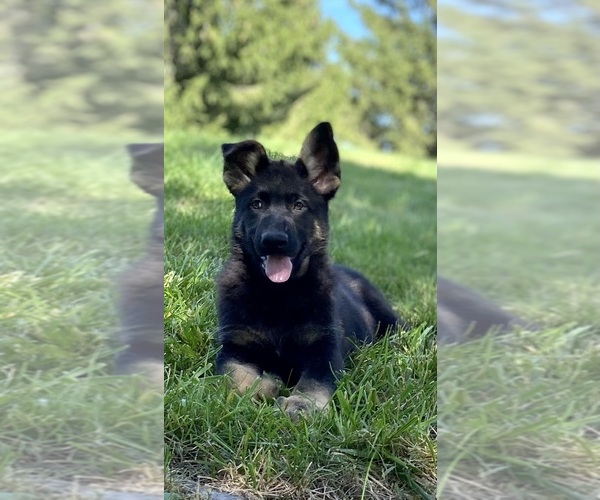 Medium Photo #3 German Shepherd Dog Puppy For Sale in DE PERE, WI, USA