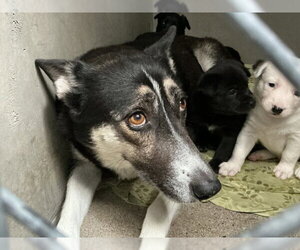 LEANNE - Female German Shepherd Dog Dog for Adoption - Photo #2