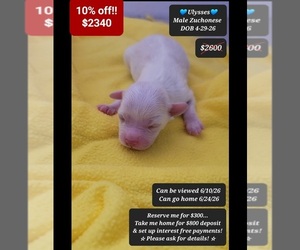 Havanese-Zuchon Mix Puppy for sale in TUCSON, AZ, USA