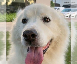 Great Pyrenees Dogs for adoption in Dallas, TX, USA