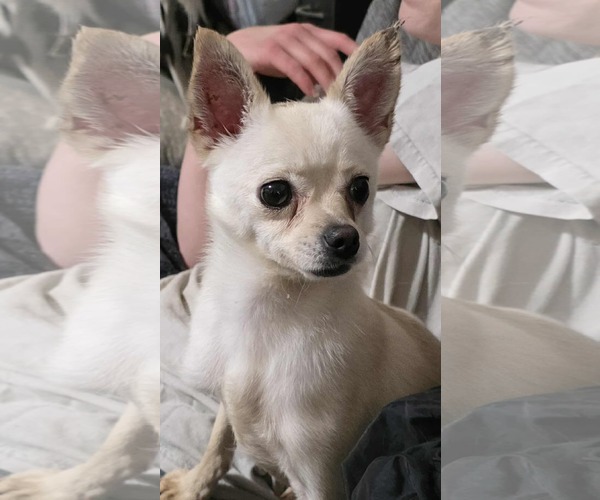 Medium Photo #3 Chihuahua-Unknown Mix Puppy For Sale in Minneapolis, MN, USA