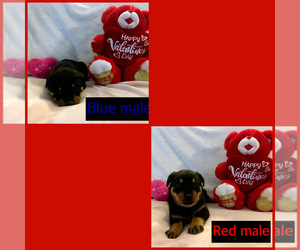 Rottweiler Puppy for sale in AMSTERDAM, MO, USA