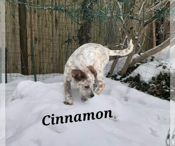 Medium Photo #4 Mutt Puppy For Sale in Garden City, NY, USA