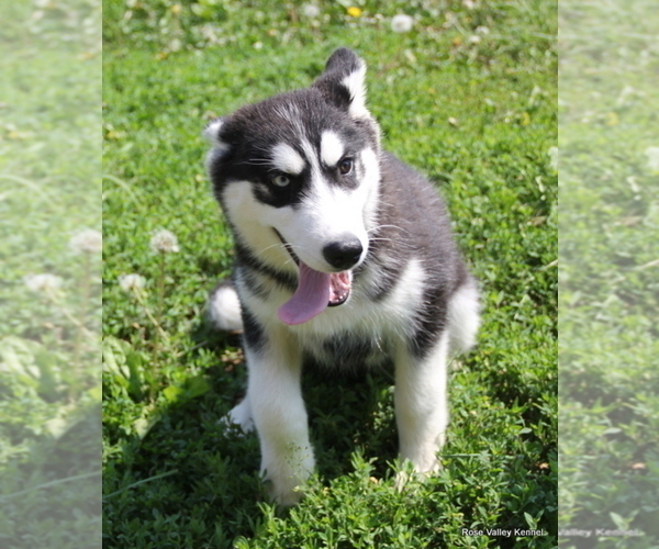 Medium Photo #1 Siberian Husky Puppy For Sale in EXCELSIOR SPRINGS, MO, USA